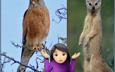 FROM AMUSEMENT TO AMAZEMENT