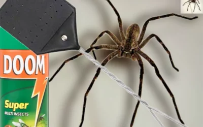 DOOM(ED) REALITY FOR RAIN SPIDERS AND PEOPLE ALIKE