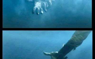 DIE STEM VAN ‘N BROSE HART