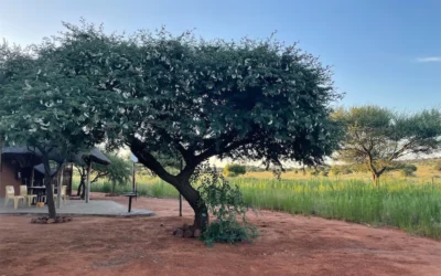 FULFILLED (BE)LONGING IS A TREE OF LIFE