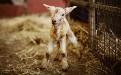 WAARDELOOS WORD ONSKATBAAR WAARDEVOL