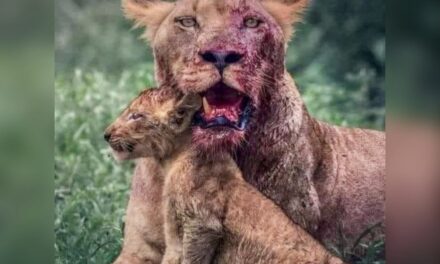 DIE JAMMERSTE JAMMER